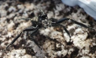 O. mauka from Mount Burns
