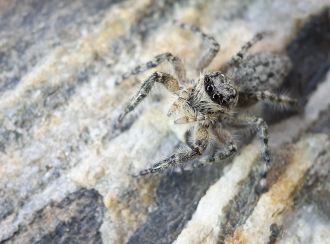 O. otagoensis from Remarkables Range