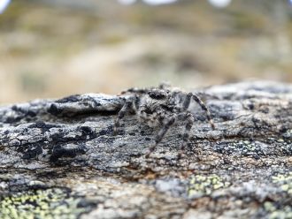 O. otagoensis from Rock and Pillar Range