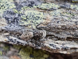 O. otagoensis from Rock and Pillar Range