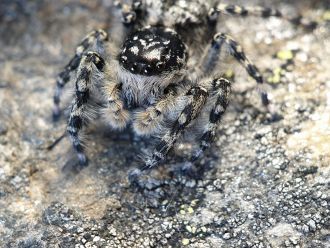 O. otagoensis from Old Man Range