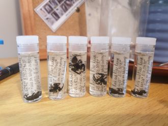 O. otagoensis specimens from Rock and Pillar Range