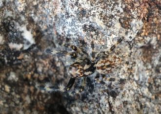 O. petroides from Kahurangi National Park
