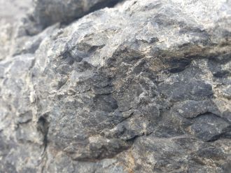 O. petroides from Kaikoura