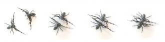 O. petroides males fighting