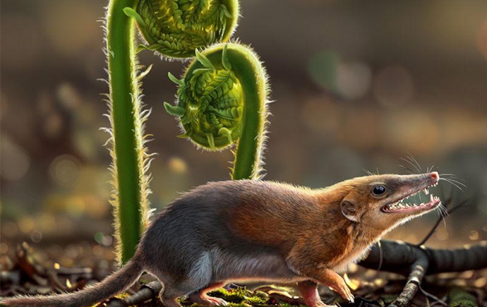 Credit: Mr Chuang Zhao The findings published today in the prestigious journal Nature provide a clearer insight into the evolution of hearing in mammaliaforms. 