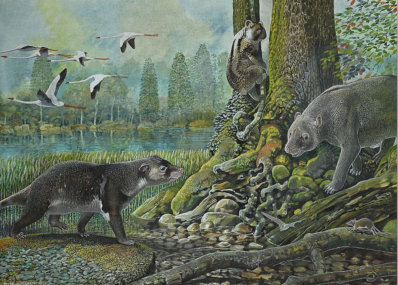 Reconstruction of the 25 million year old Ditjimanka Lumakoala blackae, featuring (left to right) the wallaby-sized herbivore Muramura williamsi, extinct koala relative Madakoala devisi and the calf-sized ilariid (Ilaria lawsone). Courtesy of Peter Schouten 