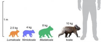 Body size estimates for three koala species from Pwerte Marnte Marnte site