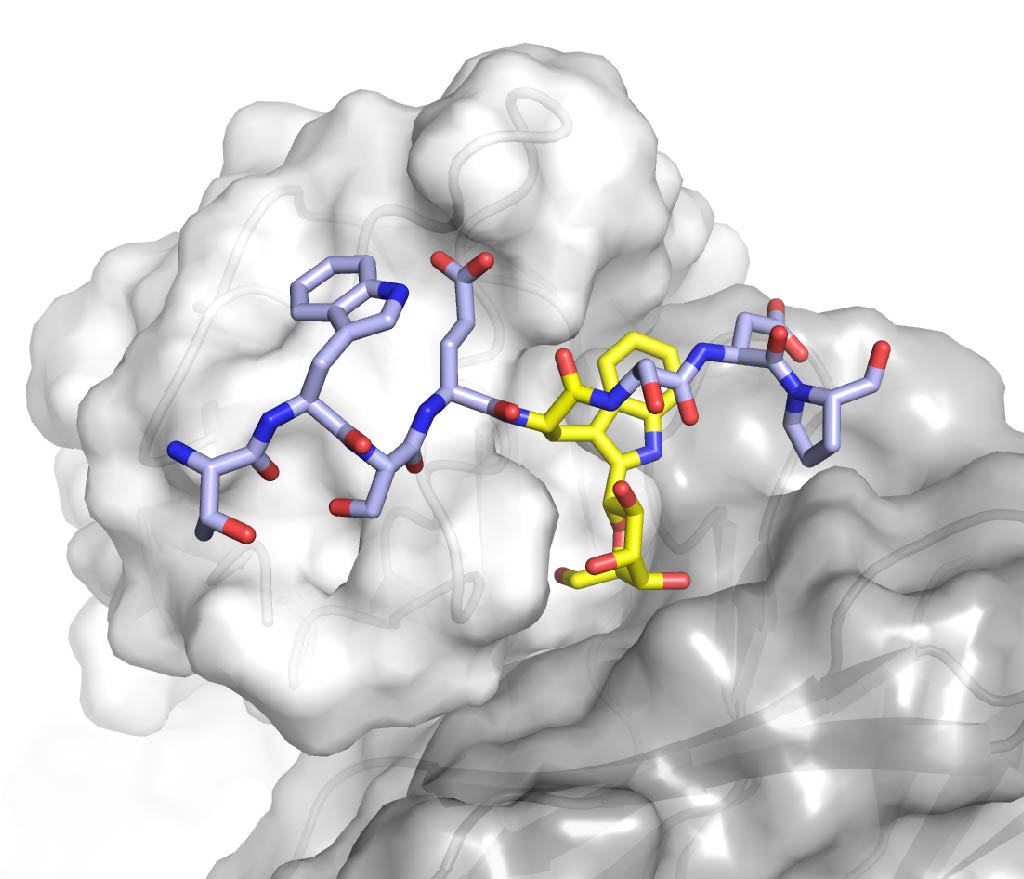 Caption: structural model of antibody with glycan bound, courtesy of WEHI