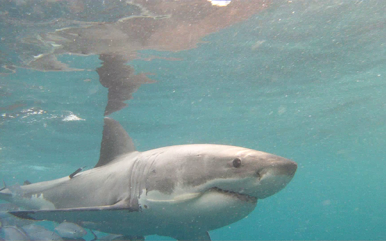 Credit: Russell Bradford