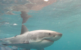 A White Shark