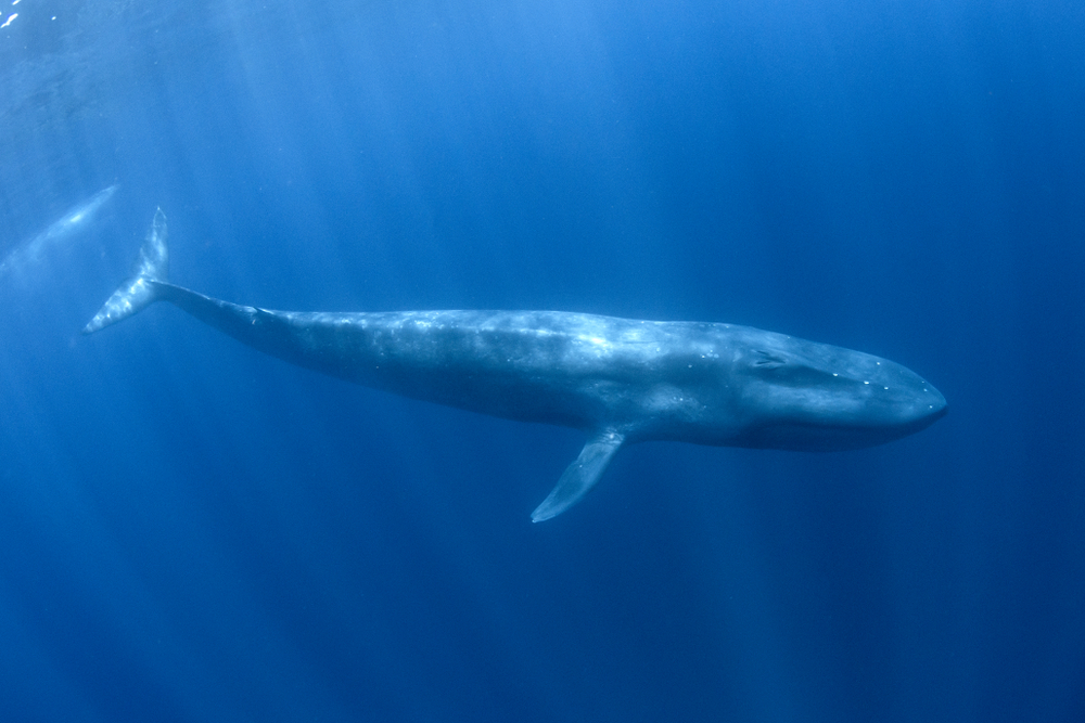 Blue whales might like to live the quiet life, but they have a powerful song that can travel anywhere between 200 and 500 kilometres – and give away important clues about their identity. Photo: Shutterstock.