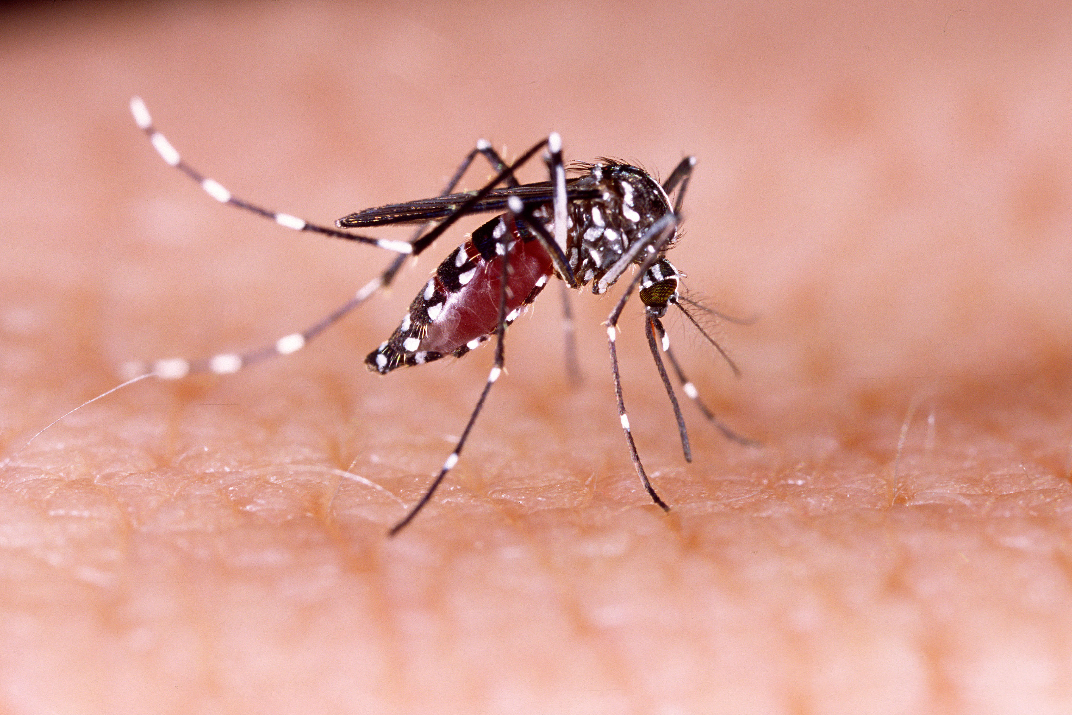 GettyImages-aedes aegypti mosquito