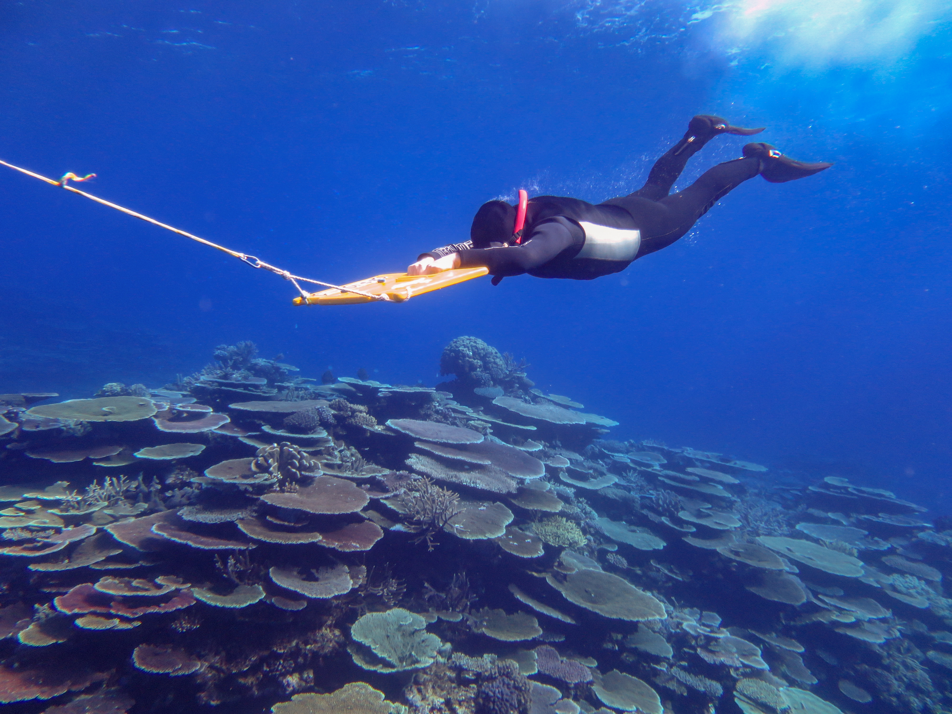 LTMP/Australian Institute of Marine Science