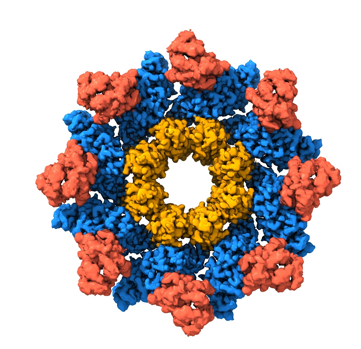 Caption: Image depicts the three-dimensional structure of the SARM1 protein determined by cryo-electron microscopy. Credit: Jeff Nanson.