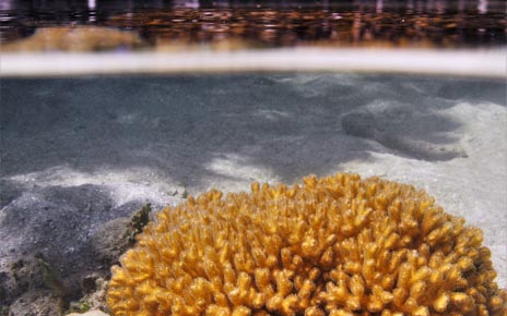 UTS researchers have previously discovered the coral species 'Porites lutea' thrives in both mangrove and reef sites. Photo: Emma Camp.