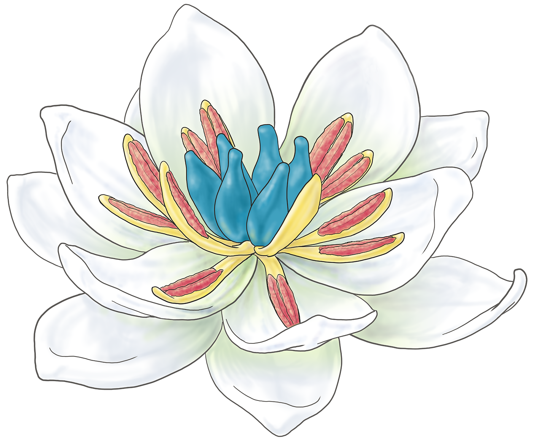 Hypothetical model for the reconstructed ancestral flower, redrawn from Sauquet et al. (2017). Credit: Catherine Wardrop.