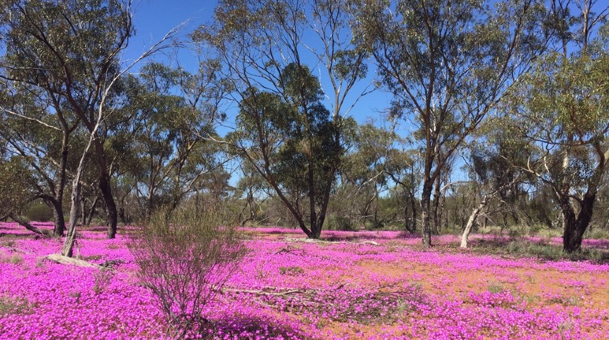 York gum woodland wildflowers. Photo credit: Tina Parkhurst, Murdoch University
