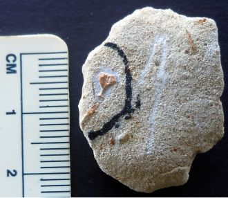 Palaeospondylus australis