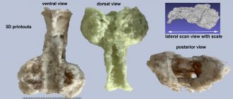 Palaeospondylus australis - various views