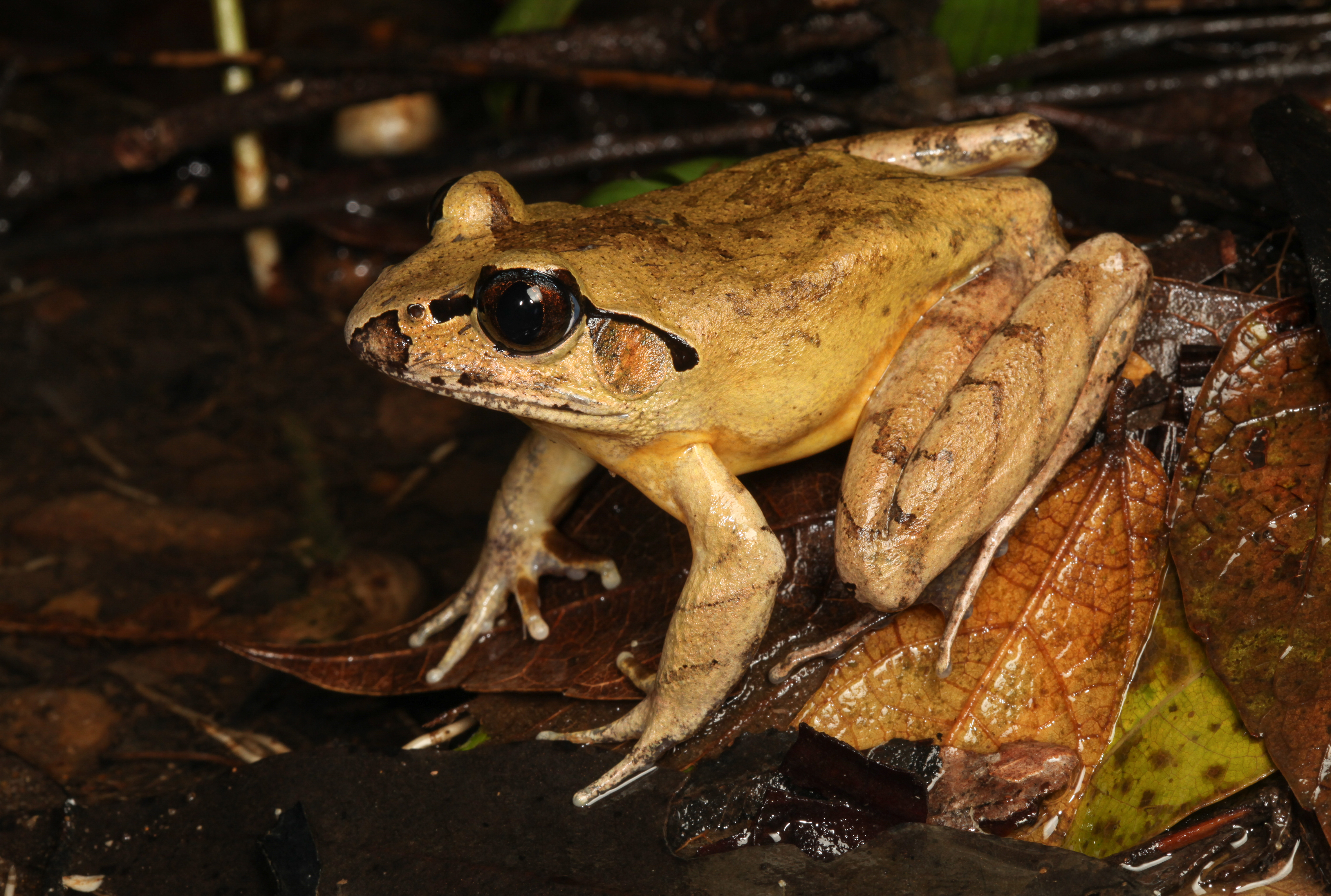 Mixophyes australis at Gap Creek Central Coast Range.  Photo Stephen Mahony