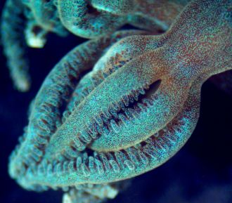 New species of Octocoral