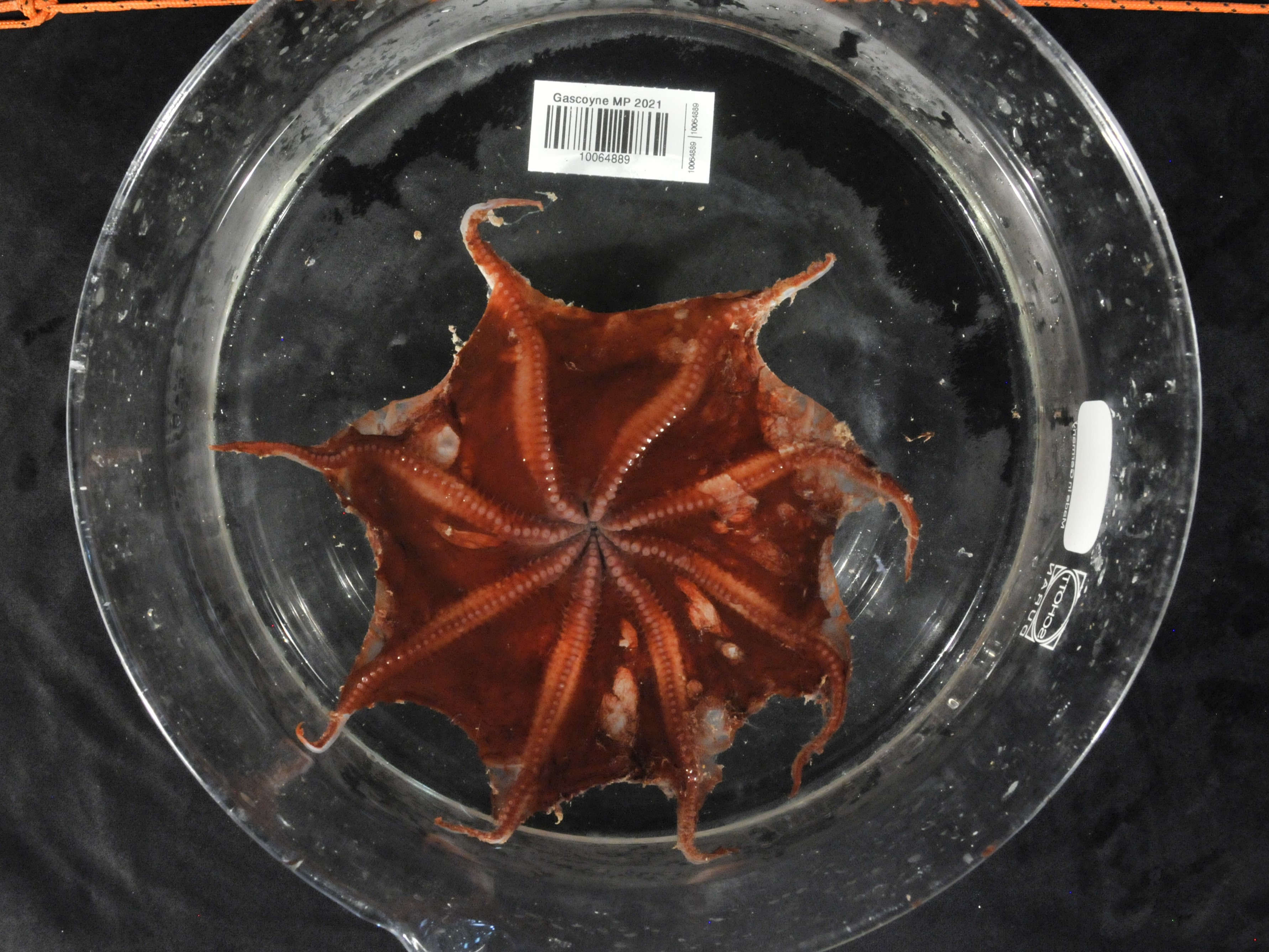 The Carnarvon Flapjack Octopus is a small, gelatinous deep-sea octopus that grows to around 4 centimetres diameter. Credit: Cindy Bessey, CSIRO.