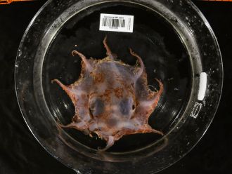 Carnarvon Flapjack Octopus