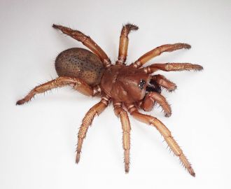 New species of spider