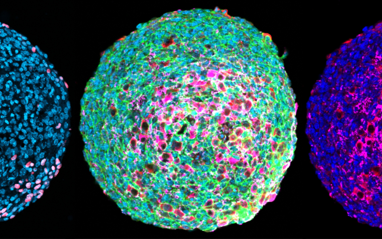 Credit: Dr Lincon Stamp 