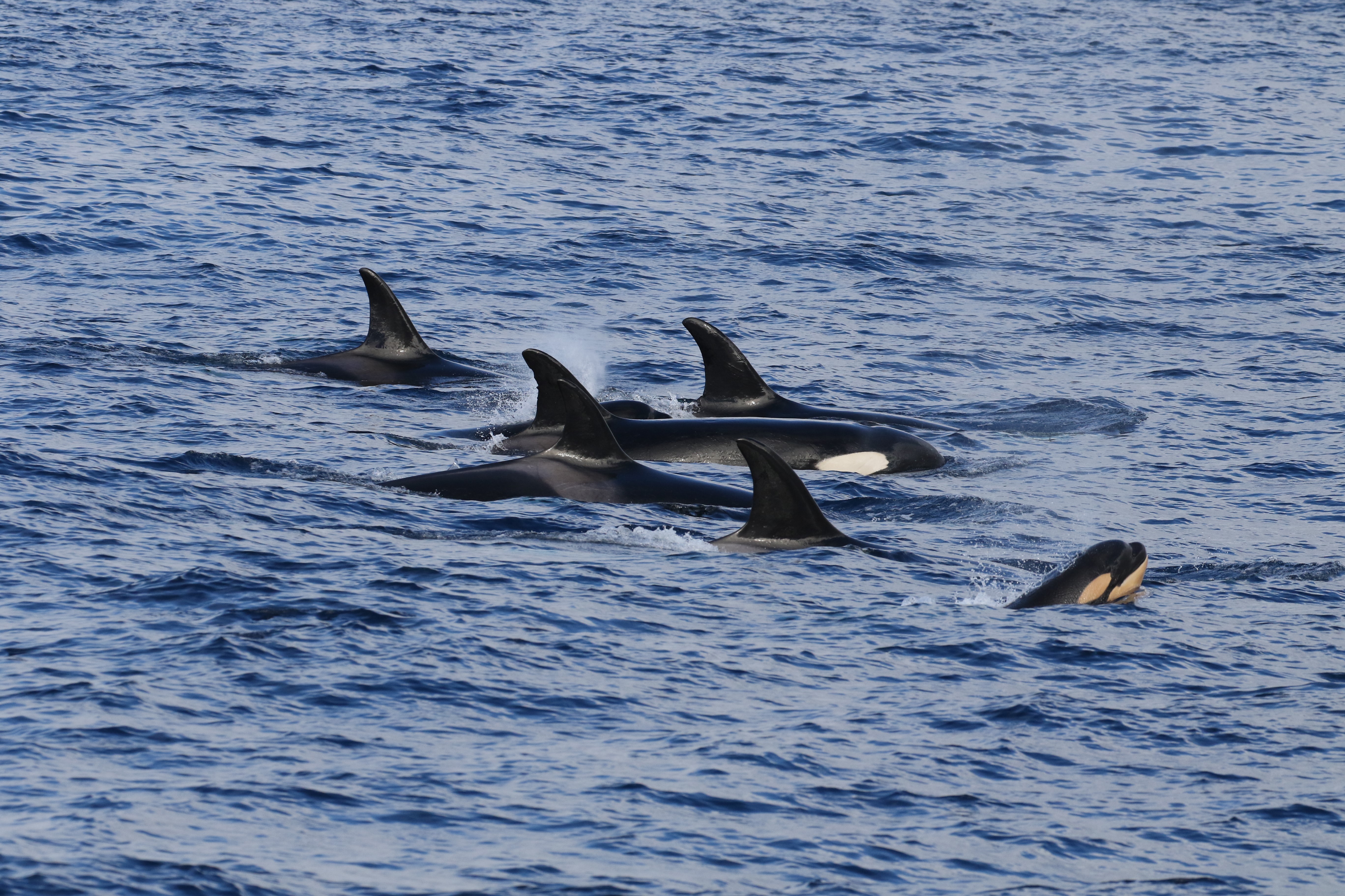 A pod of southwestern Australia killer whales travelling across the Bremer Sub-basin. Photo courtesy Rebecca Wellard (Project ORCA).