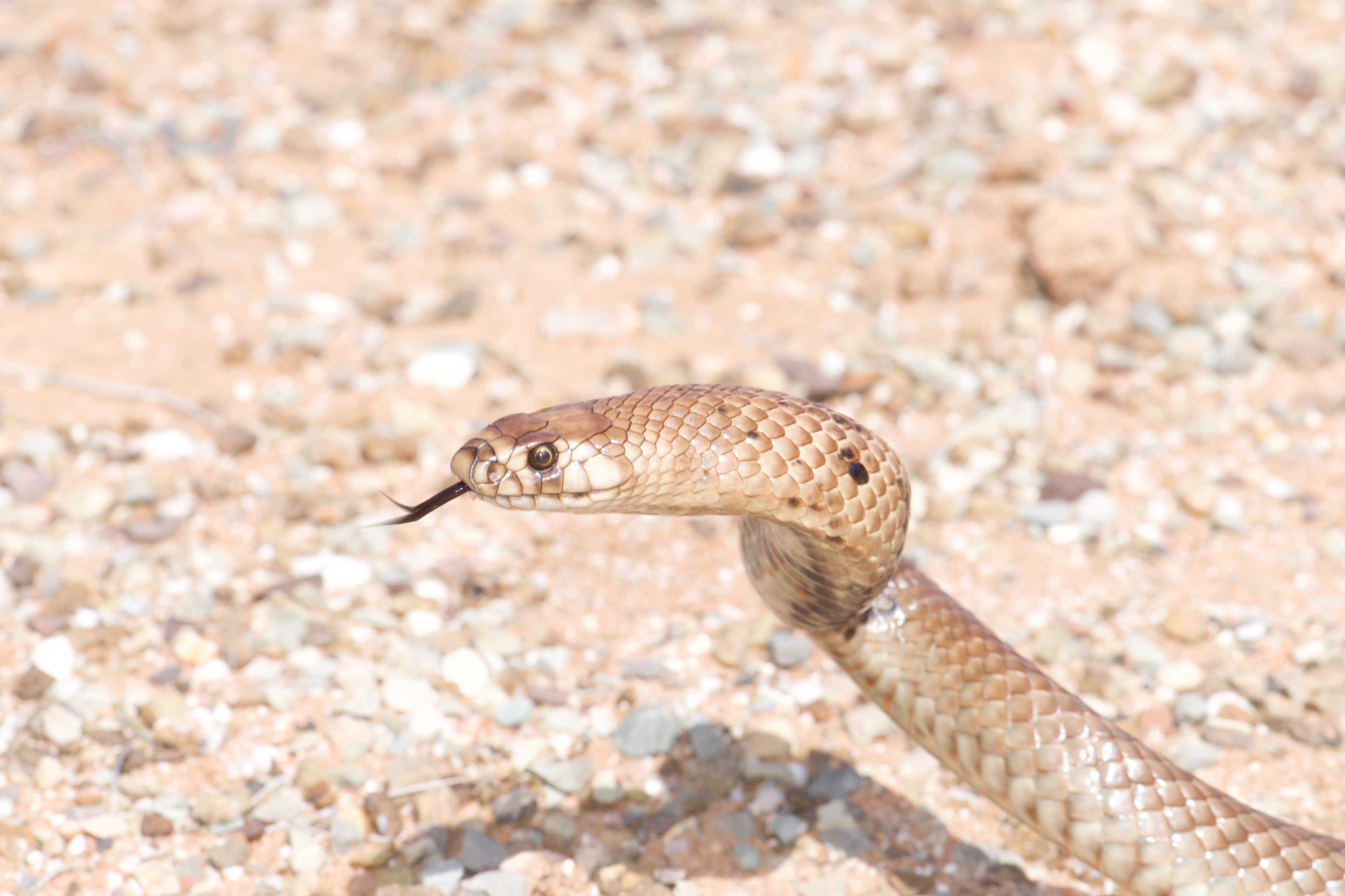 Strap-snouted Brown Snake Pseudonaja aspidorhyncha - photo by James Nankivell