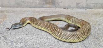 Tiger Snake (Notechis scutatus)