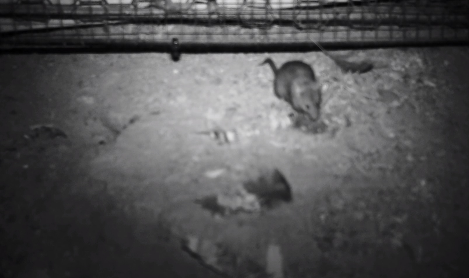 Mouse digging at a patch treated with wheat germ oil [Credit: Peter Banks]