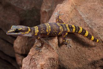 New species of Gecko - Oedura bella Borroloola
