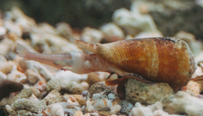 Conus Magus cone snail eating a fish. Credit: Institute for Molecular Bioscience, University of Queensland
