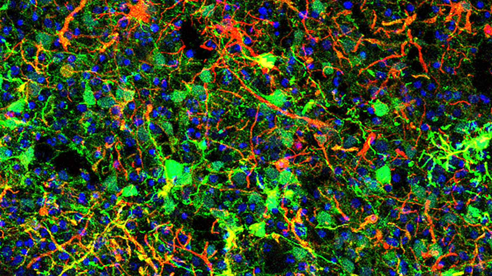 Image on the cover of Human Gene Therapy by Dr Anai Gonzalez Cordero