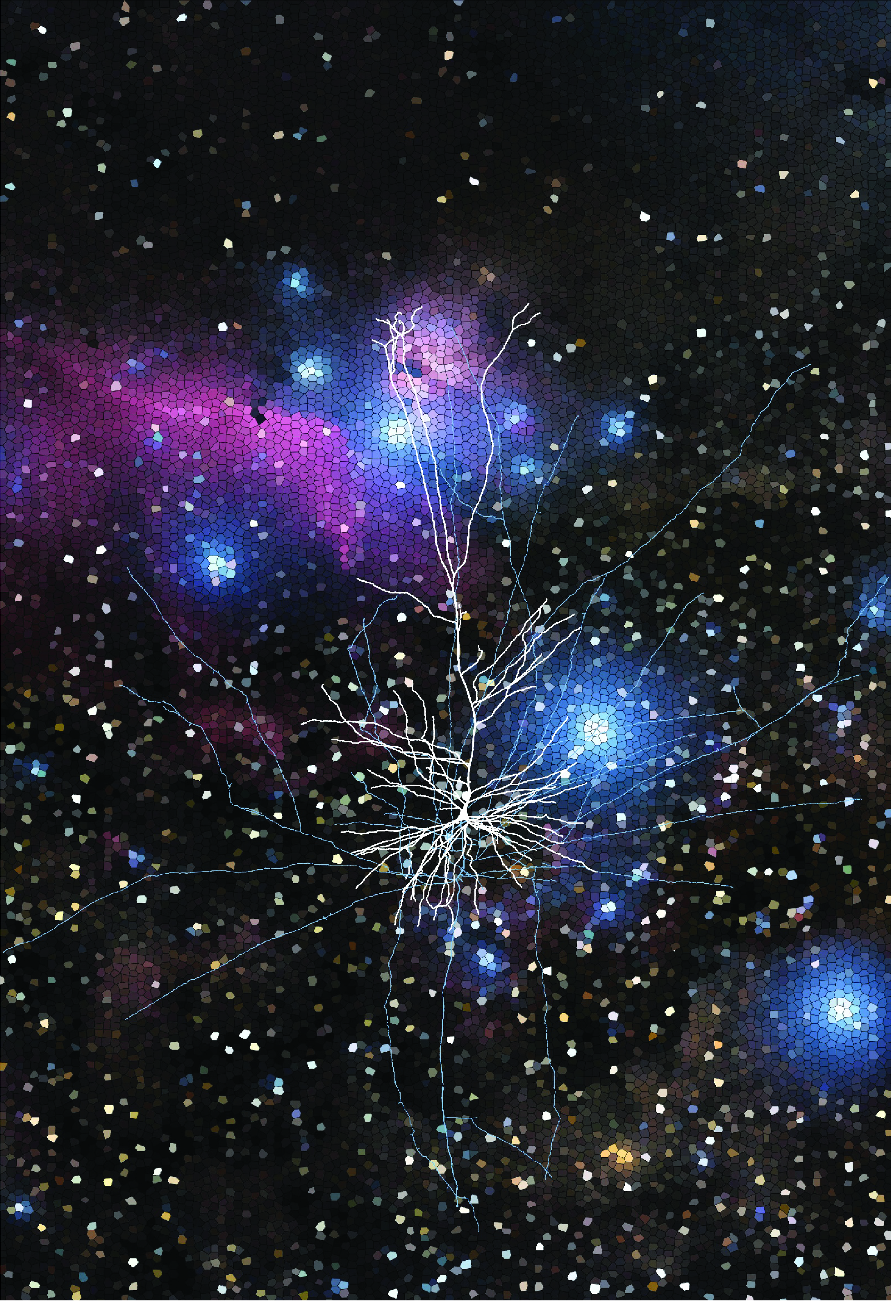 Queensland Brain Institute / Professor Stephen Williams