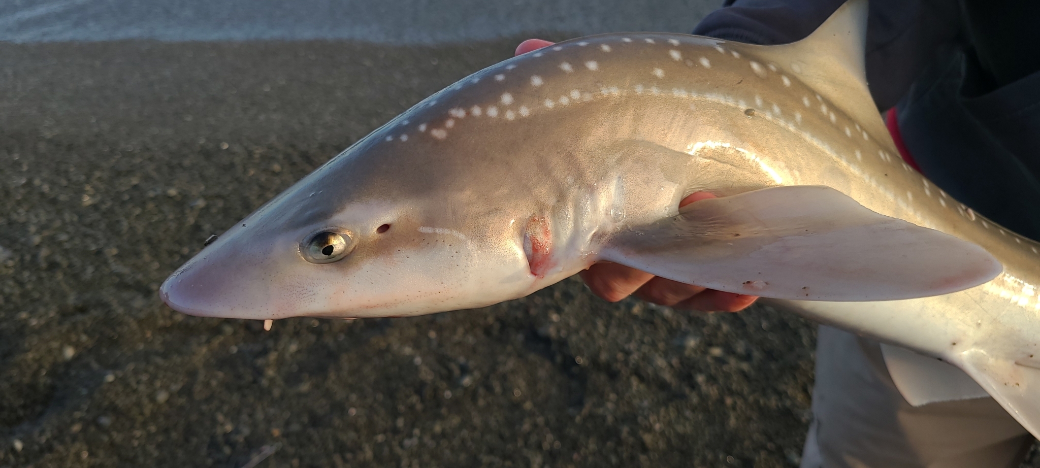 Spotted Estuary Smooth-Hound by Tyler McBeth · CC0 no rights reserved
