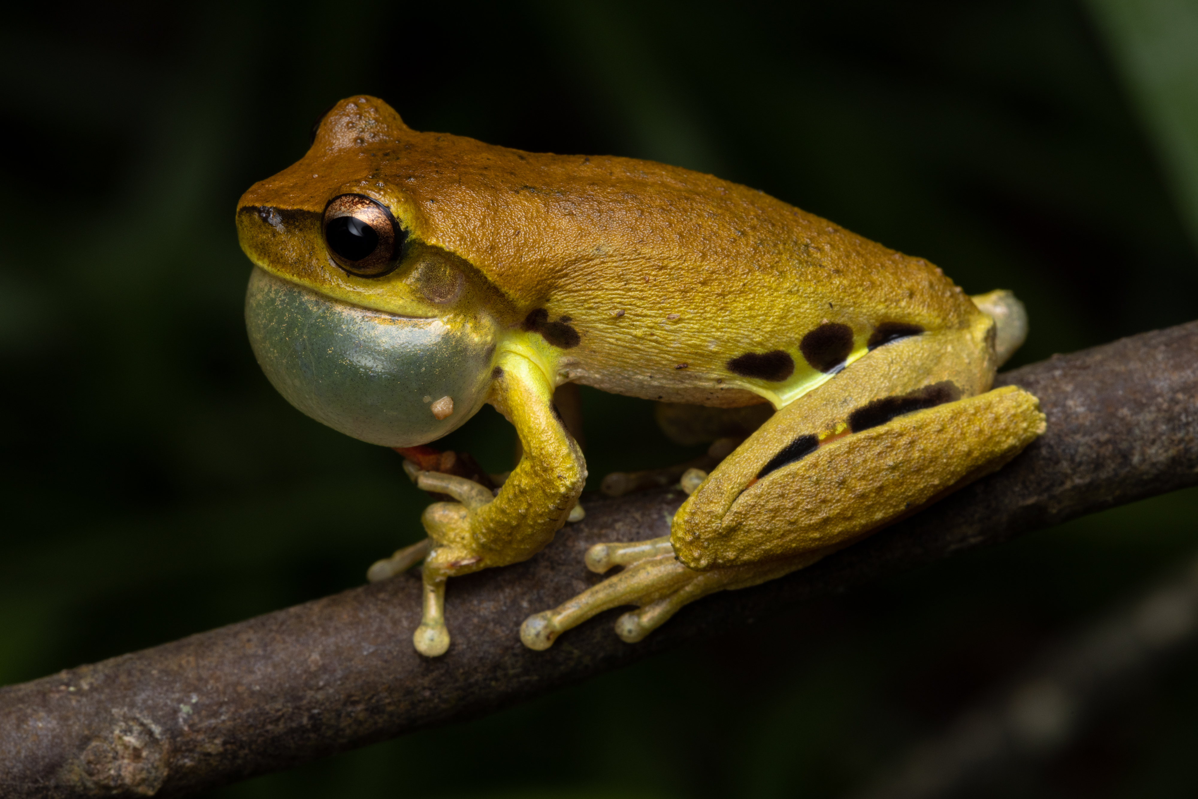 Whirring Tree Frog (Litoria revelata) | Credit: Stephen Mahony