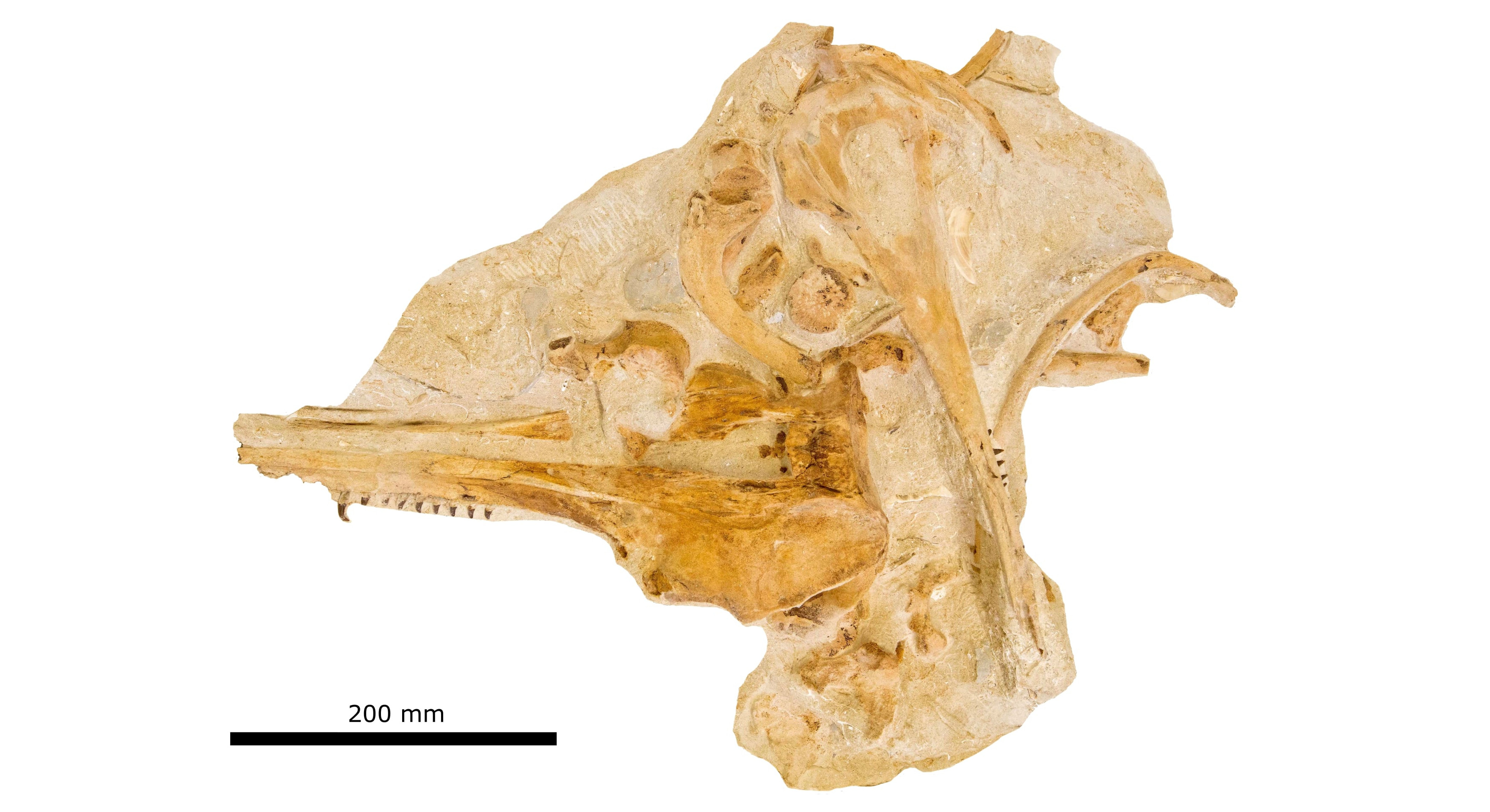 Credit:  Shane Meekin