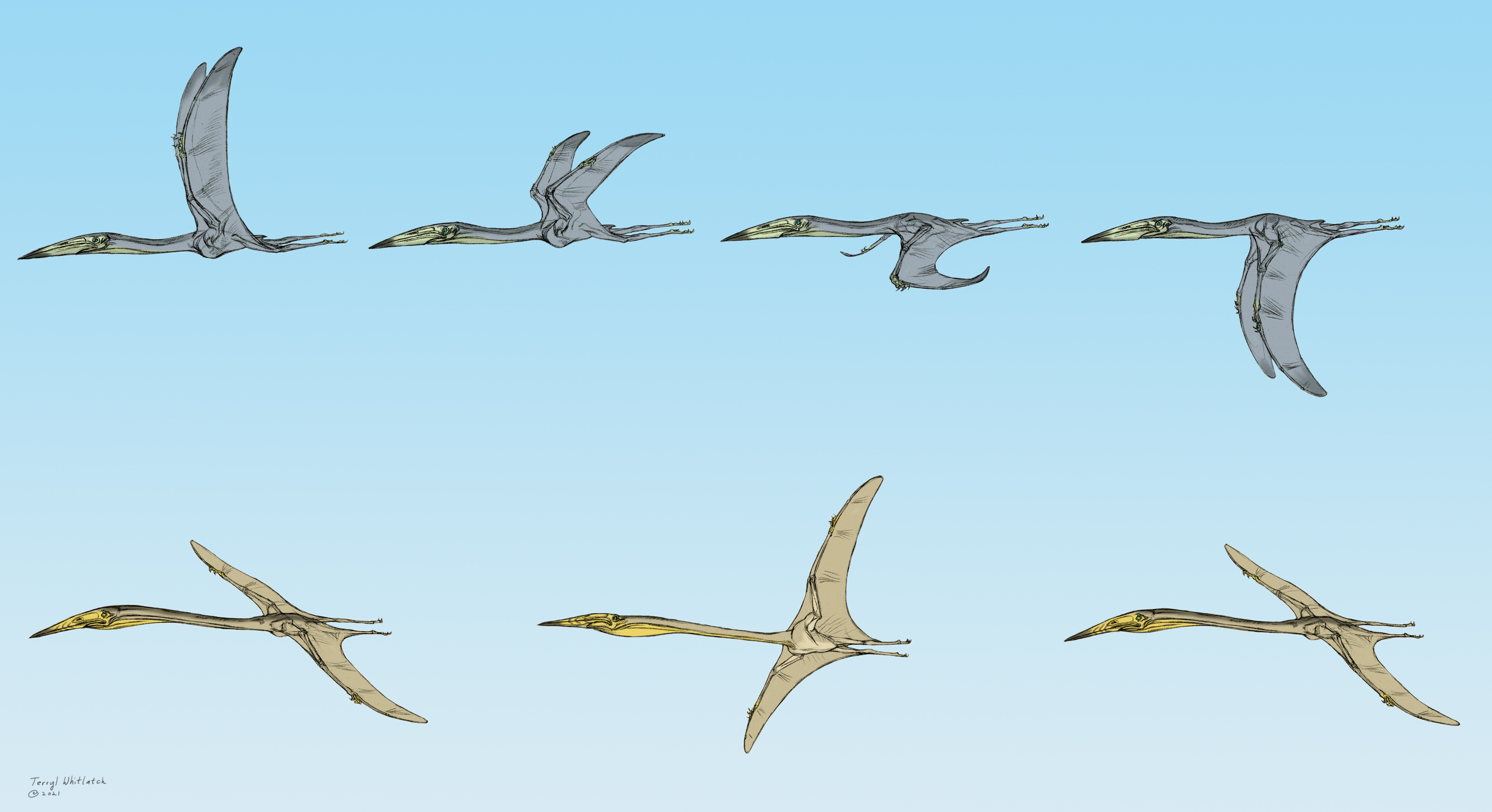 Jordan Pterosaurs flight flat copy Terryl Whitlatch