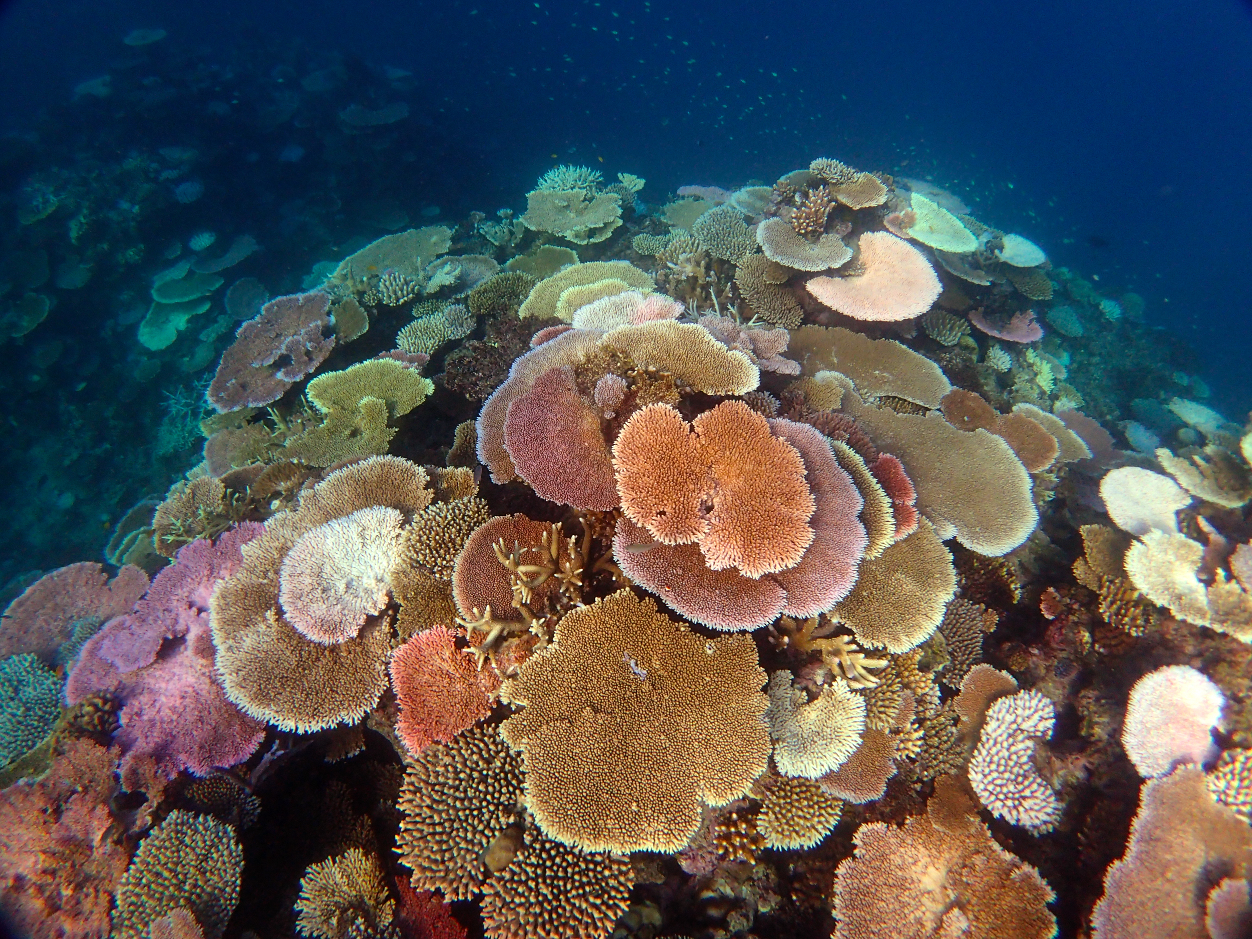 A reef showing signs of coral bleaching. Photographer: Neal Cantin. Photo courtesy Australian Institute of Marine Science