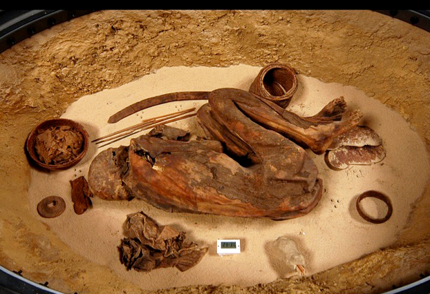 Turin Mummy S. 293 (RCGE 16550). Dorsal view (Egyptian Museum, Turin). Credit Jones et al