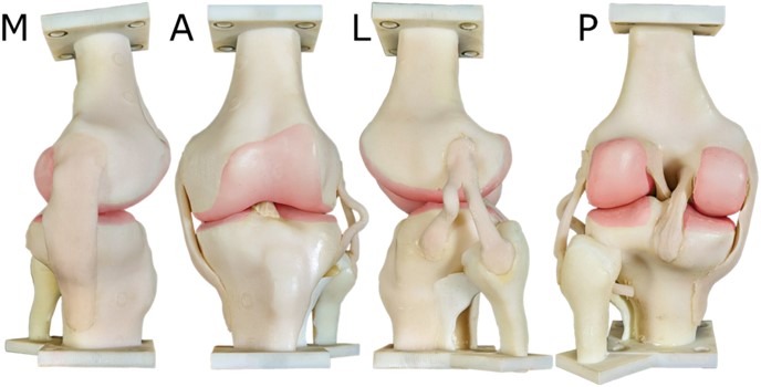 Figure courtesy K Bennett (Flinders University) 