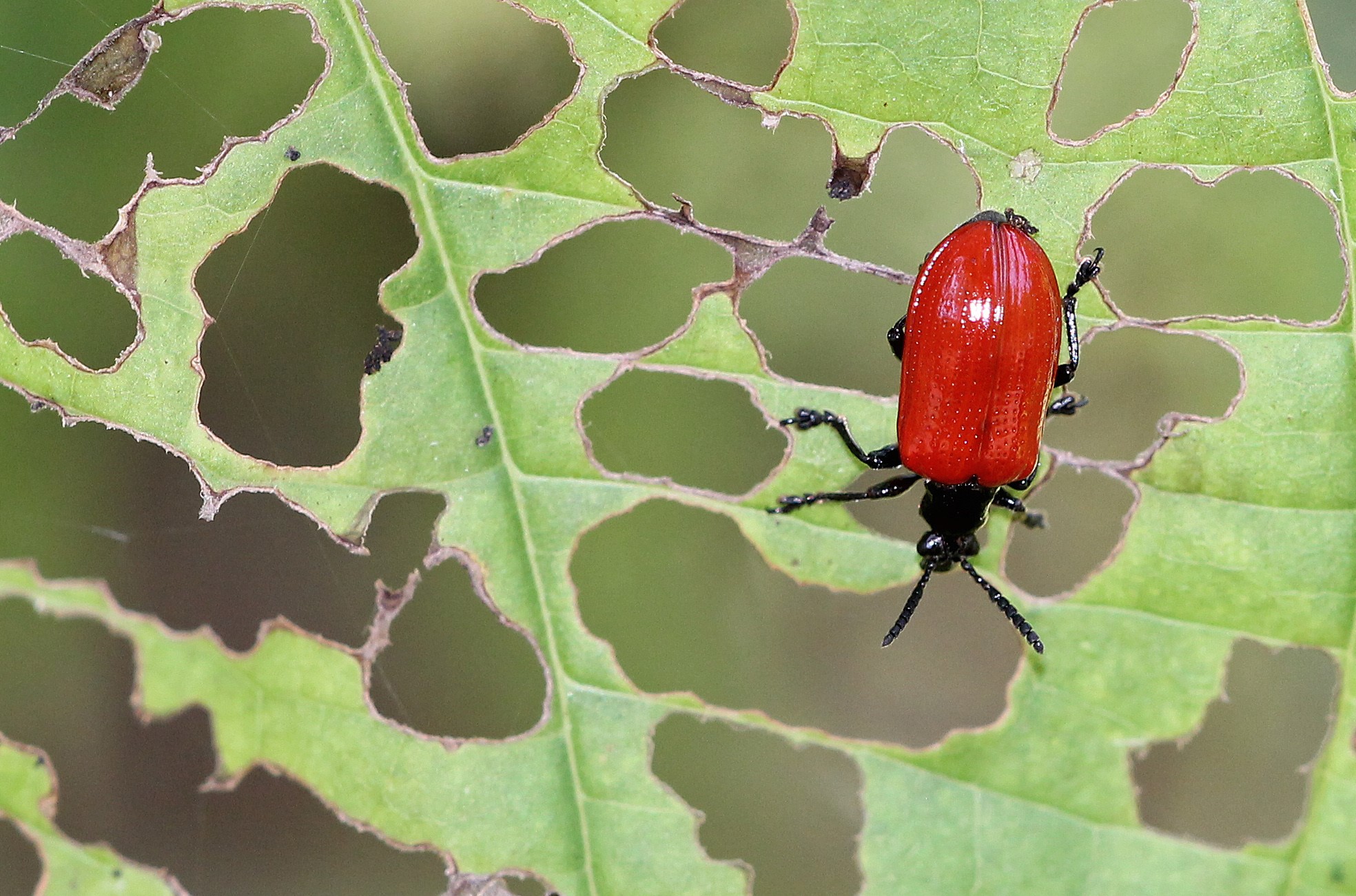Air Potato Leaf Beetle (Lilioceris cheni) on Air Potato (Dioscorea bulbifera). Photo by Mary Keim on Flickr (CC BY-NC-SA 2.0)