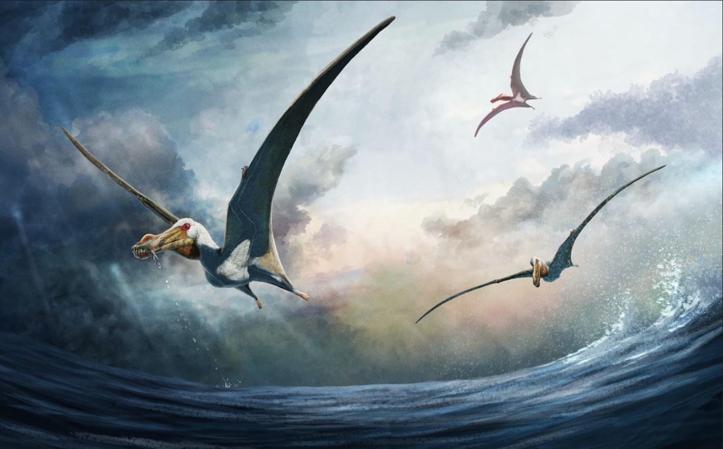 An artist’s impression of the Haliskia peterseni. Credit: Gabriel Ugueto