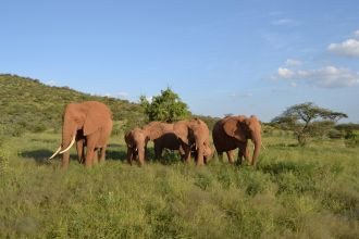 The Spice Girls family forages in the green flush following good rains