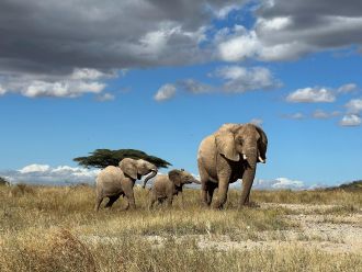Desert Rose of the Flowers family leads her calf away from danger in northern Ke