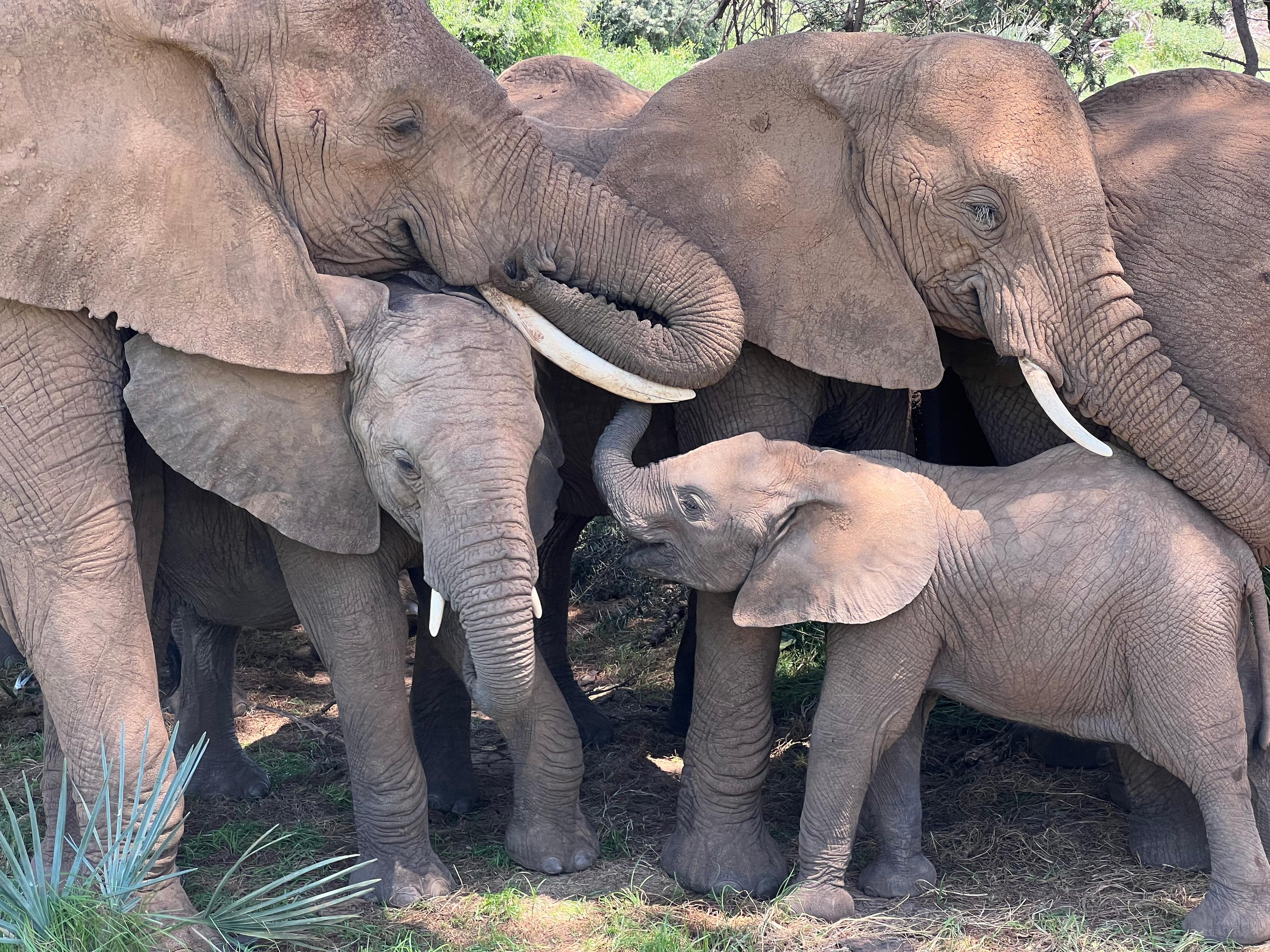 The Winds family comforts their calf while napping under a tree in the afternoon in Samburu National Reserve, Kenya. Credit: Credit: George Wittemyer